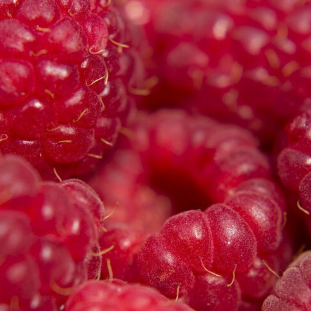 Colorante Berry Bloom (Rojo Frambuesa) - 1 Kg (Disponible en polvo)