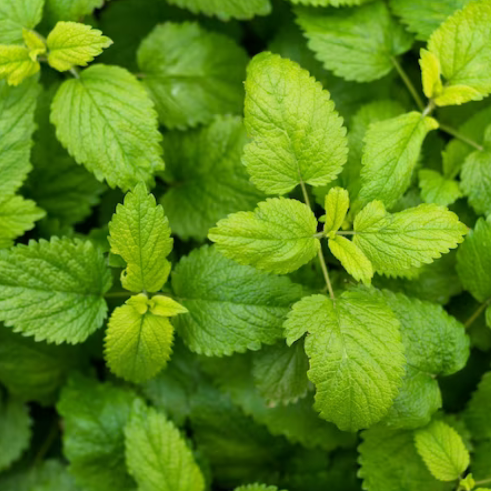 Milkogel Menta Glacial