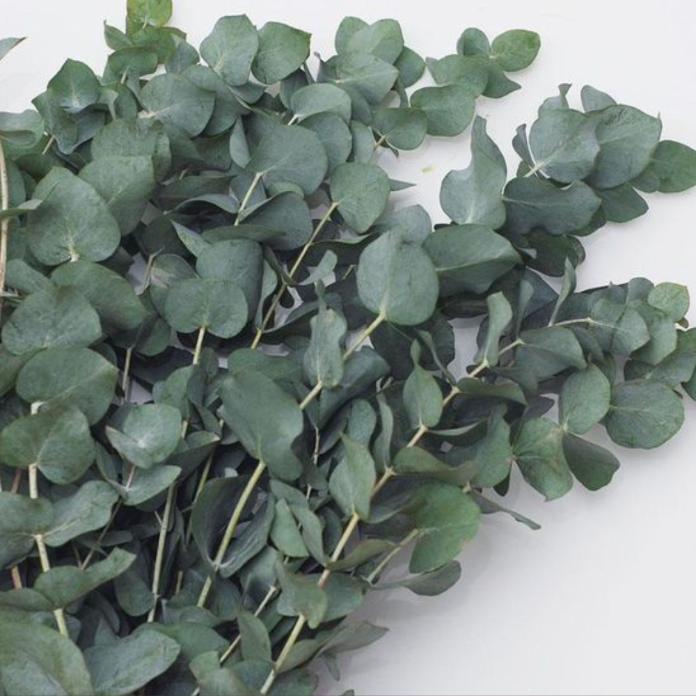 Saborizante Eucaliptus - 0.5 L