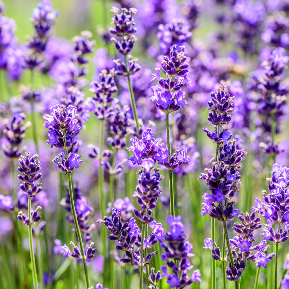 Fragancia Campos de Lavanda - 0.5 L